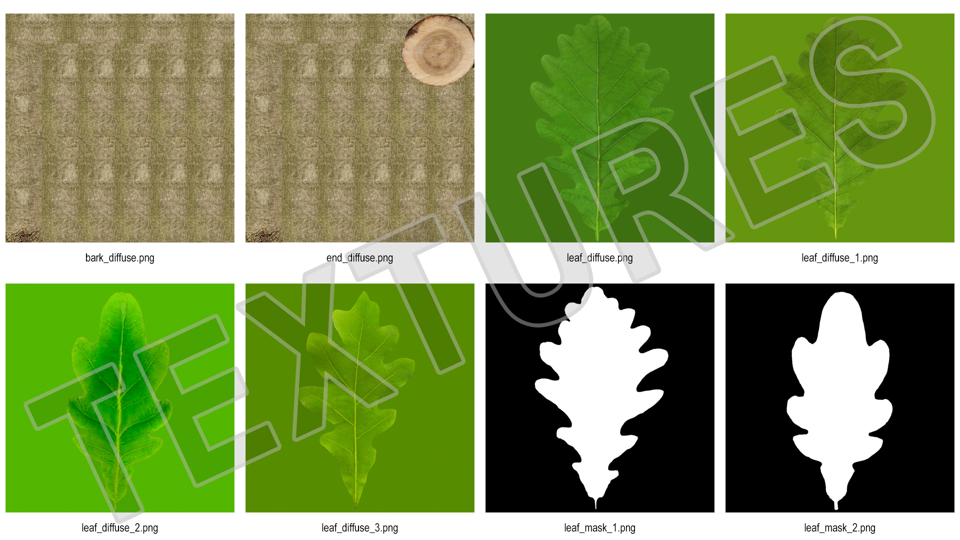 3D model Young White Oak