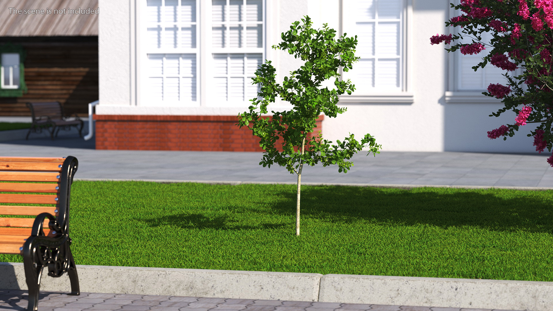 3D model Young White Oak