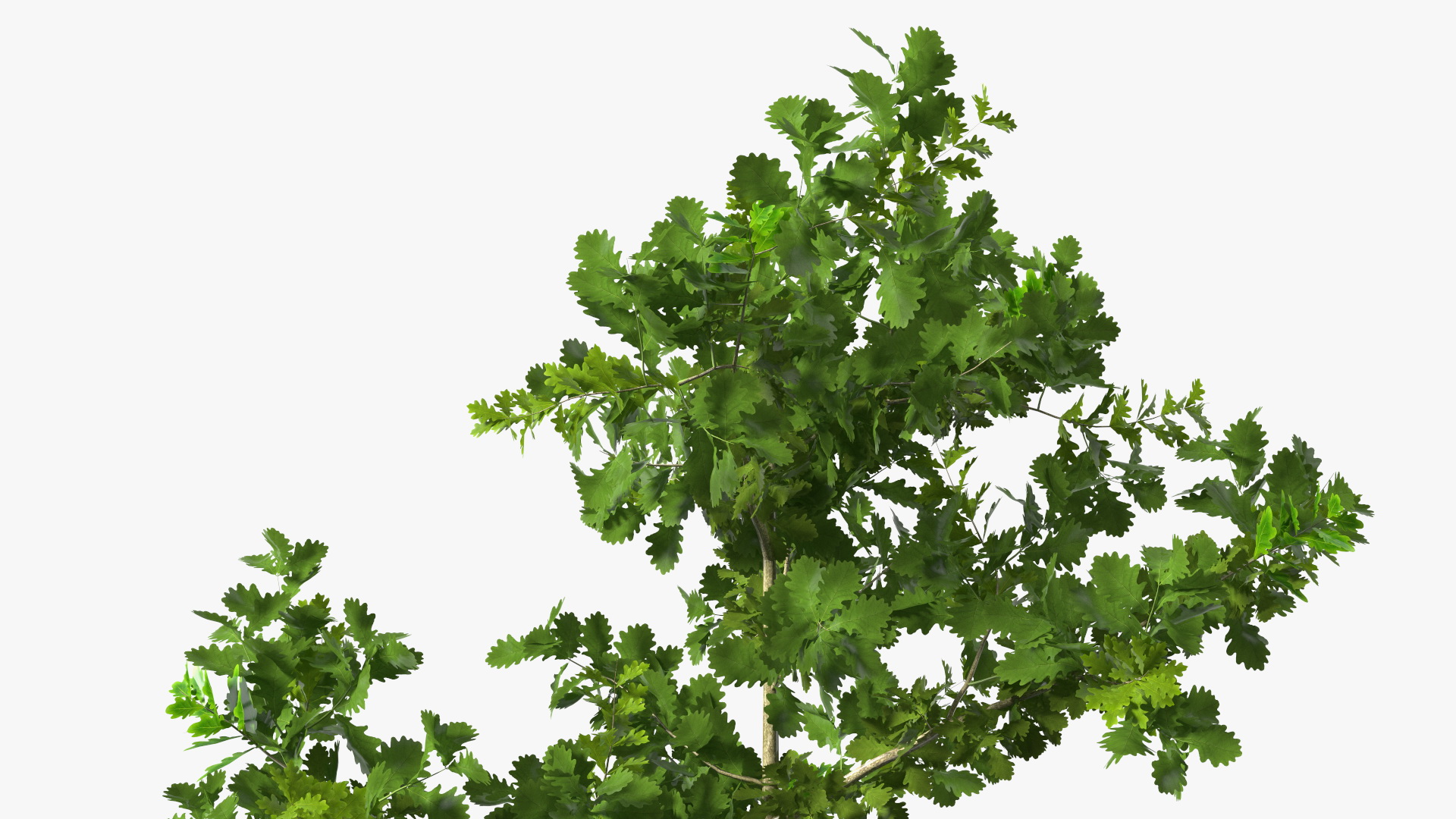 3D model Young White Oak