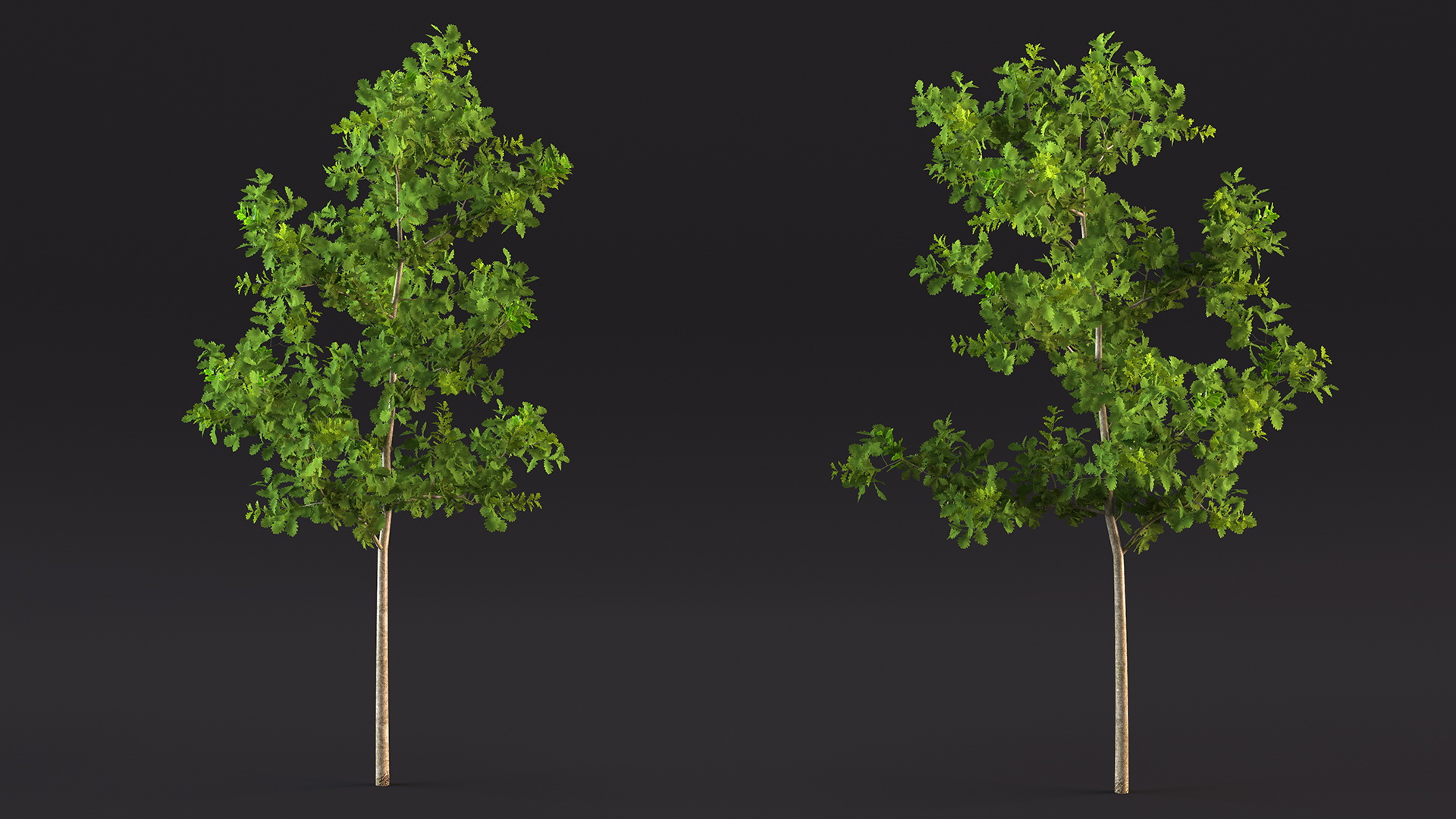 3D model Young White Oak