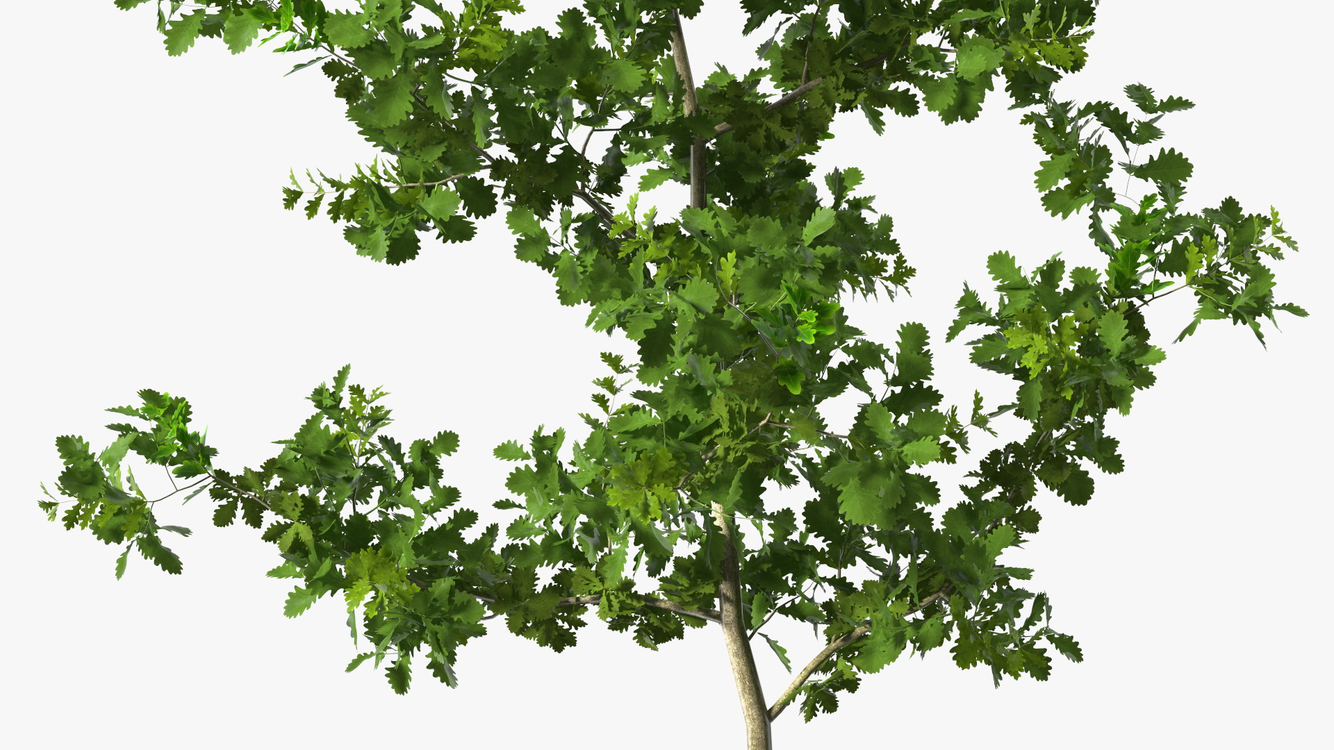 3D model Young White Oak