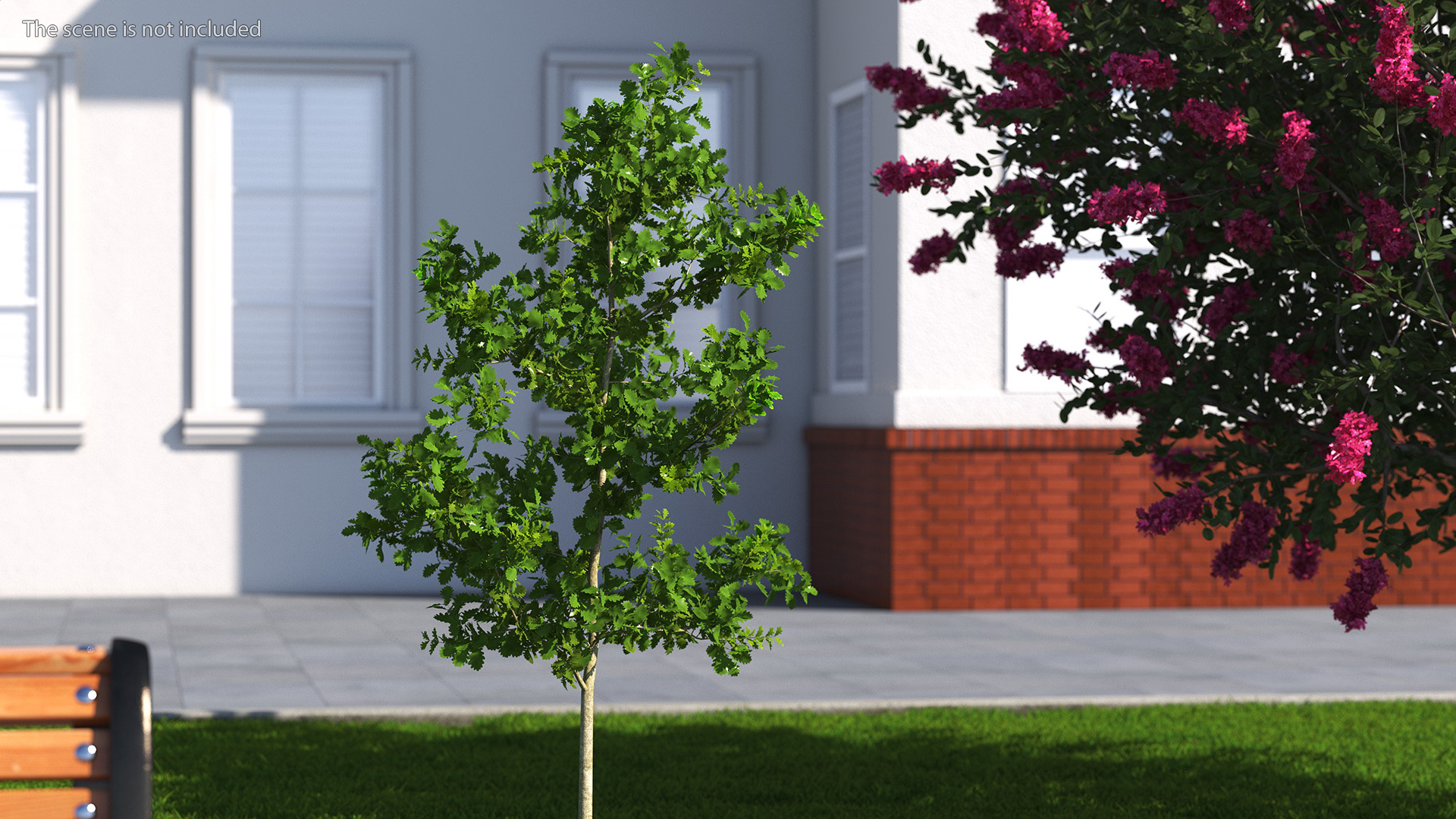 3D model Young White Oak