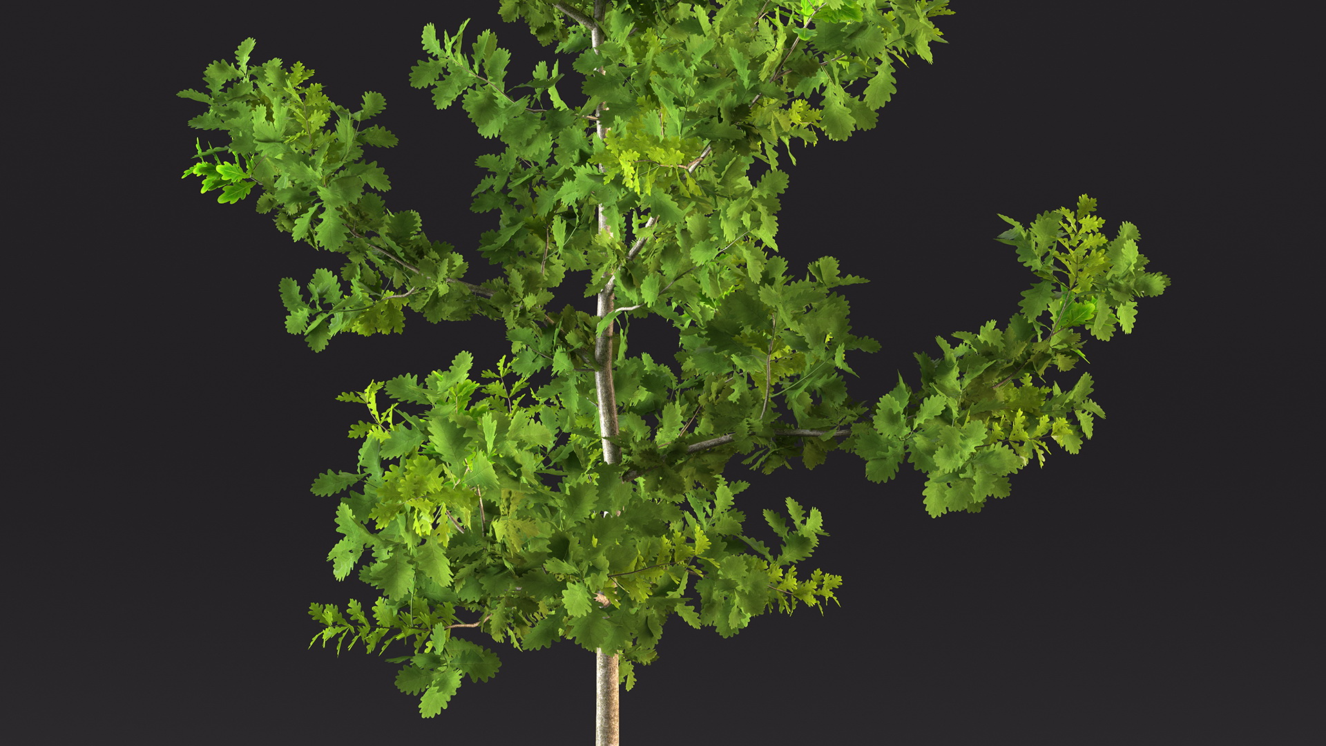 3D model Young White Oak