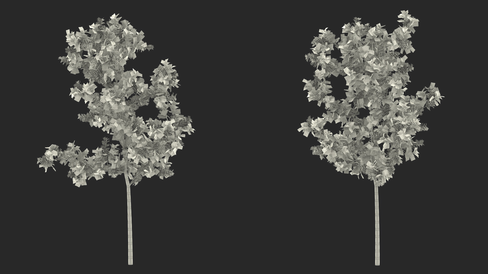 3D model Young White Oak