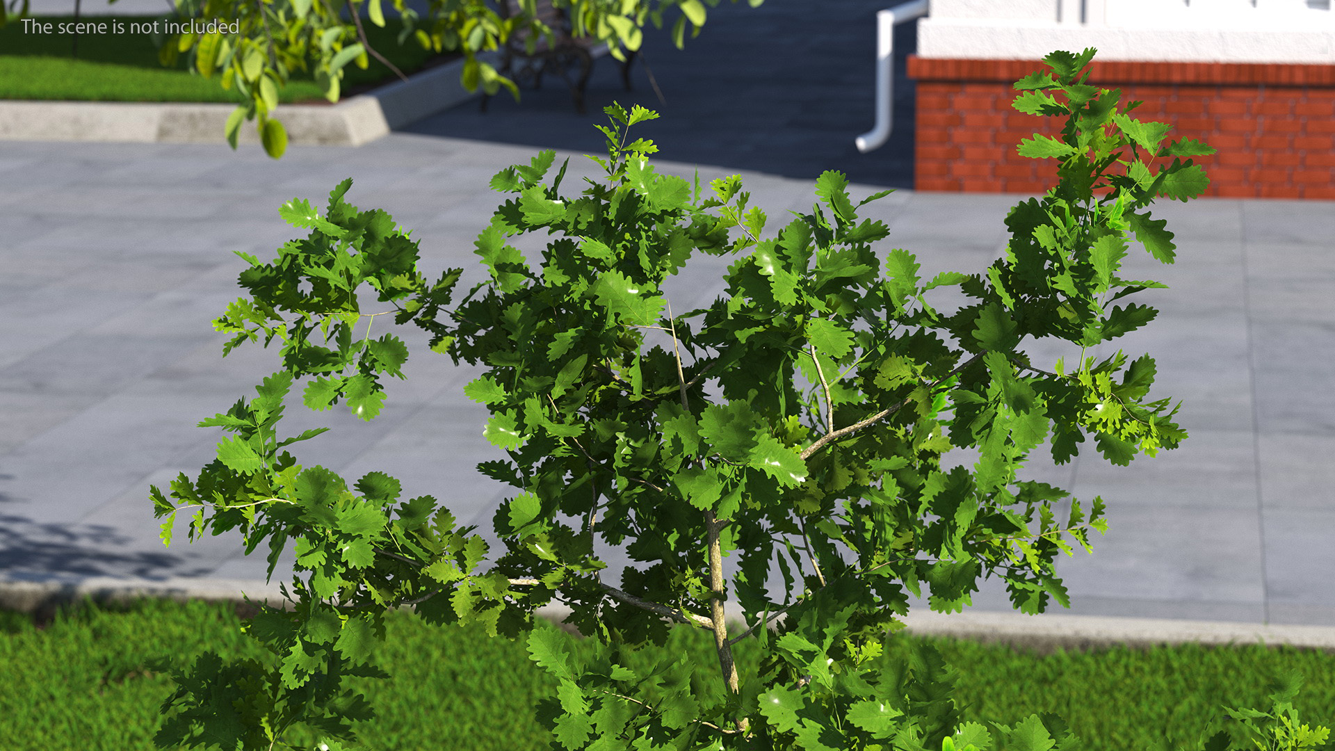 3D model Young White Oak