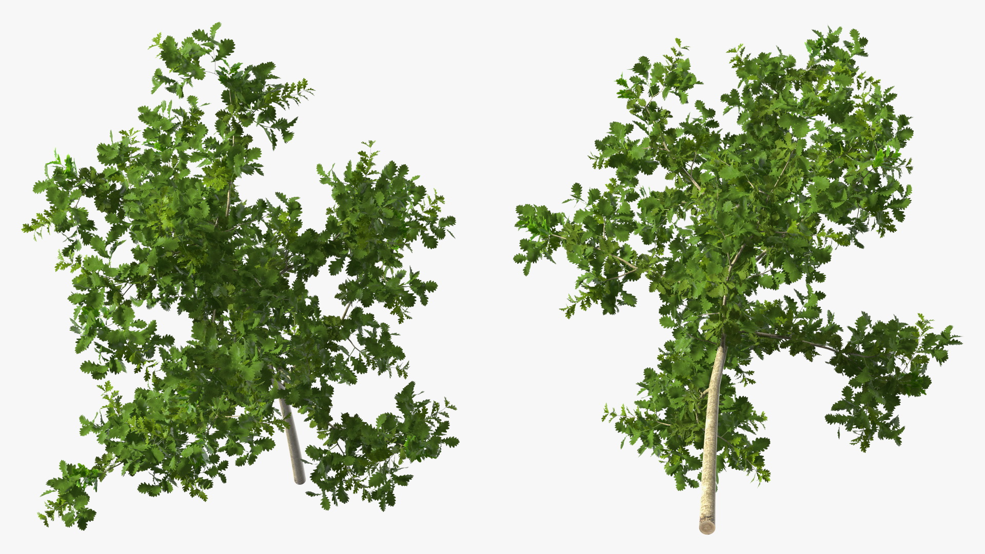3D model Young White Oak