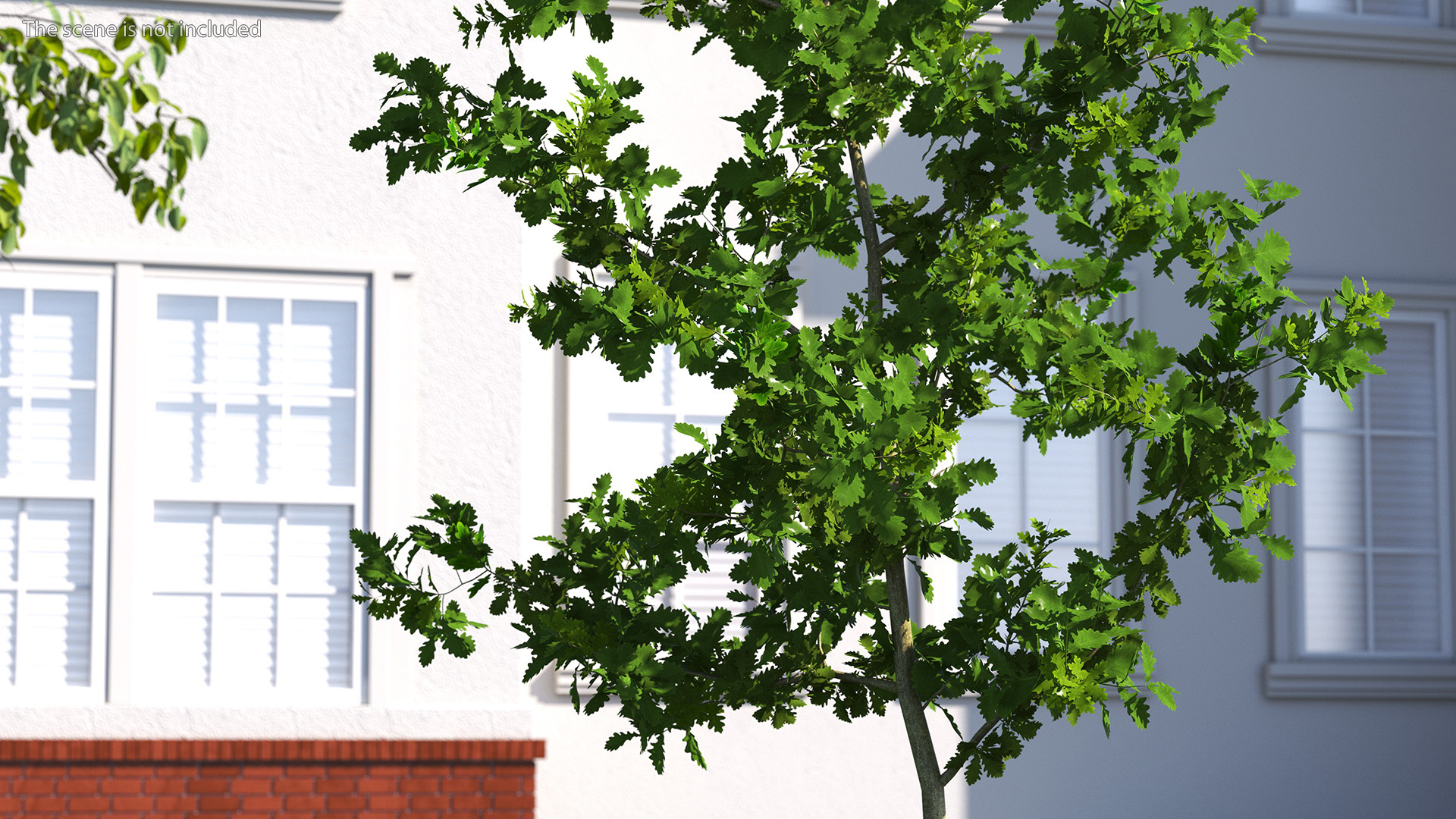 3D model Young White Oak