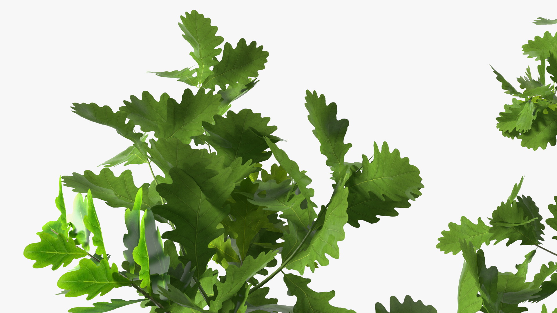 3D model Young White Oak