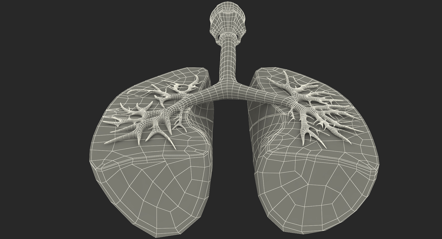 Lung Anatomy Dissection Model 3D model