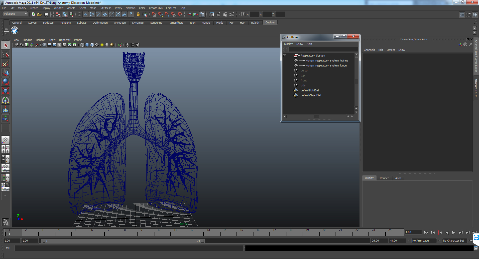 Lung Anatomy Dissection Model 3D model