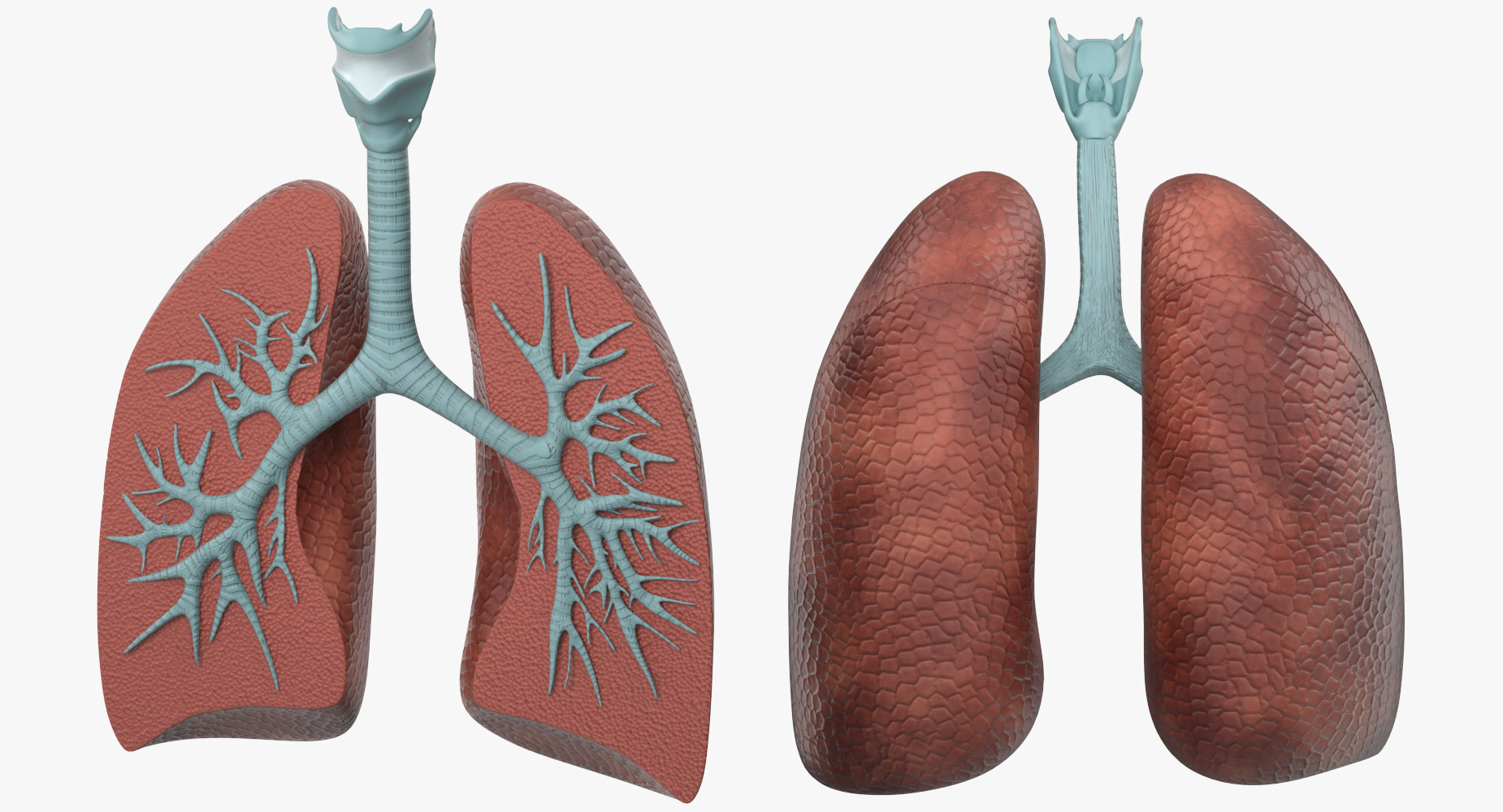 Lung Anatomy Dissection Model 3D model