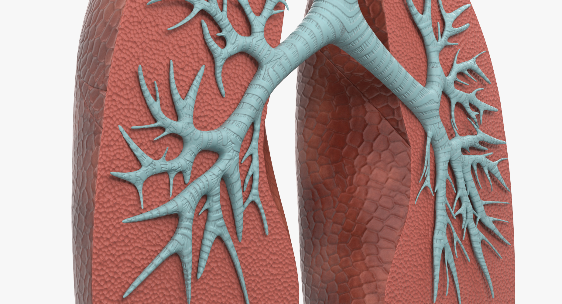 Lung Anatomy Dissection Model 3D model
