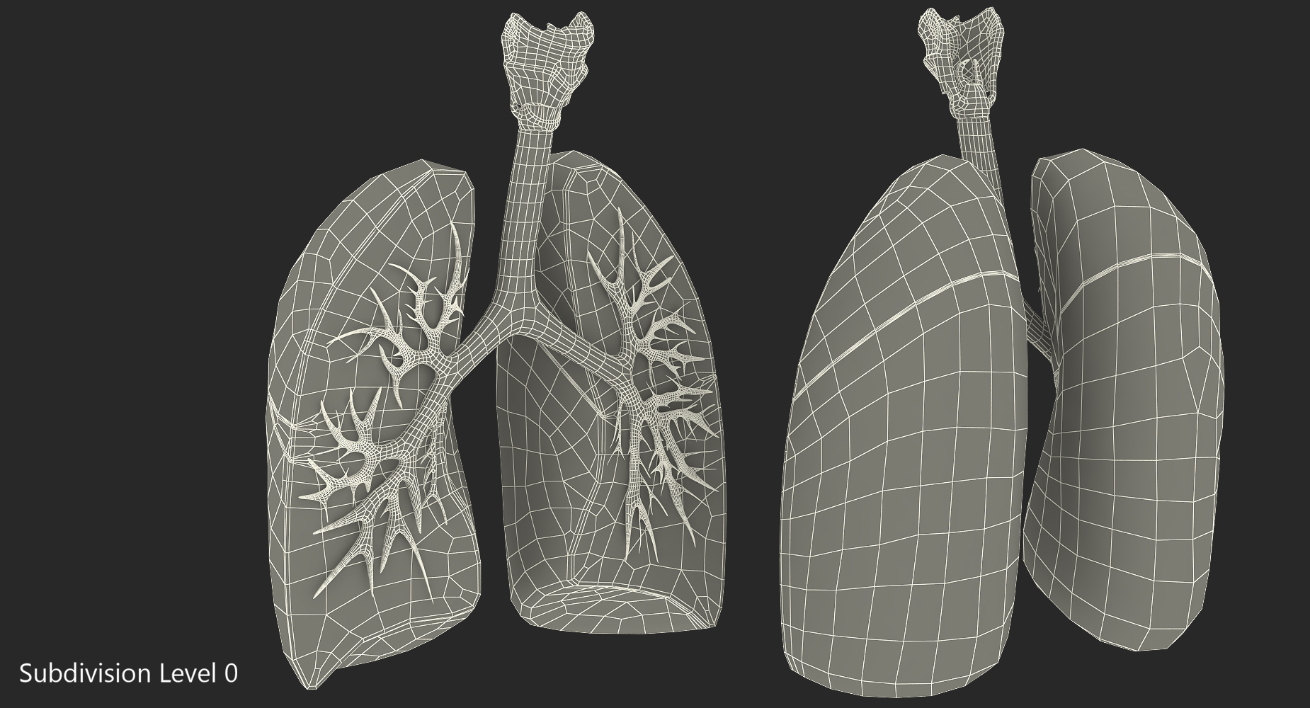 Lung Anatomy Dissection Model 3D model