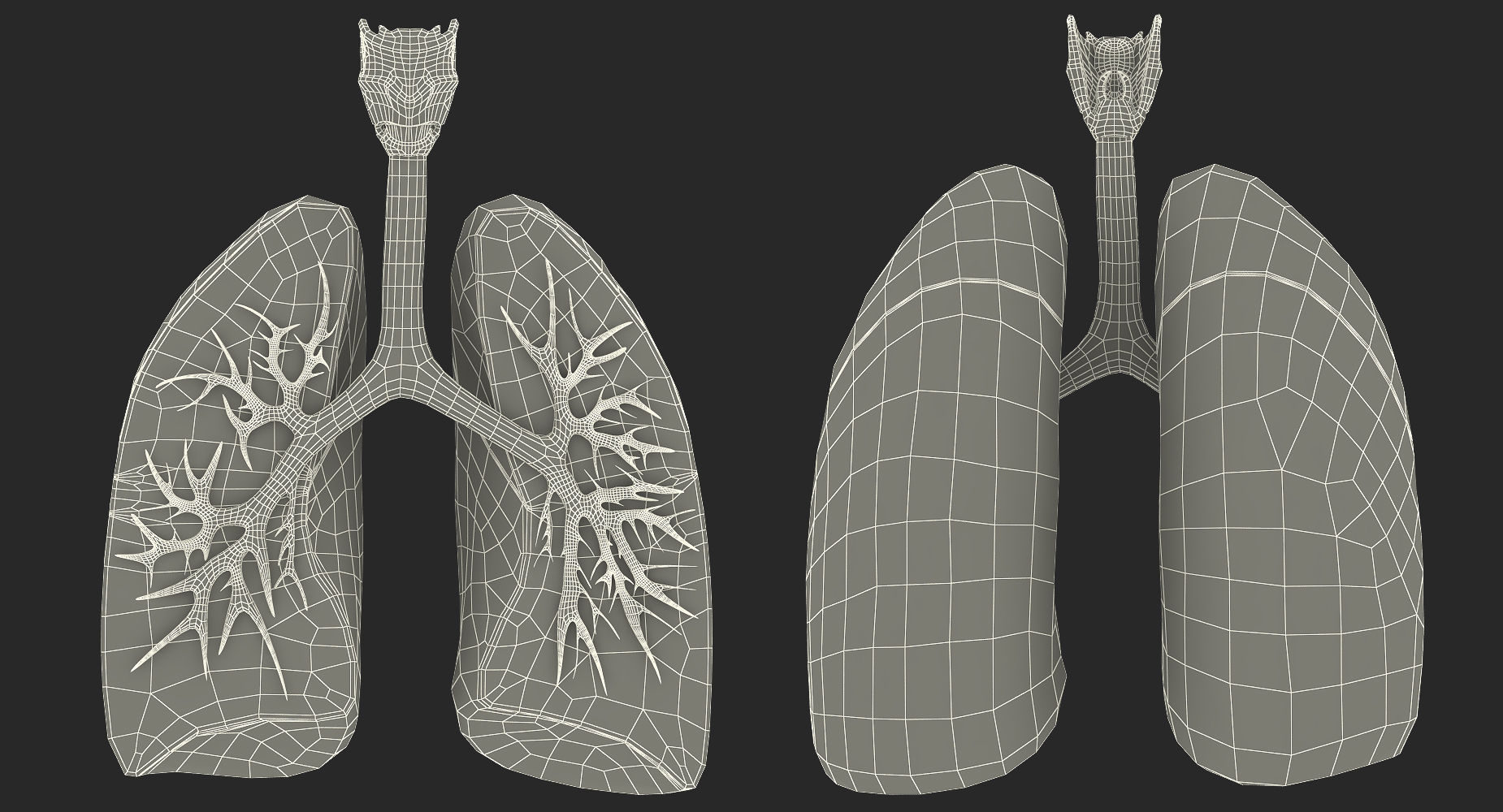 Lung Anatomy Dissection Model 3D model
