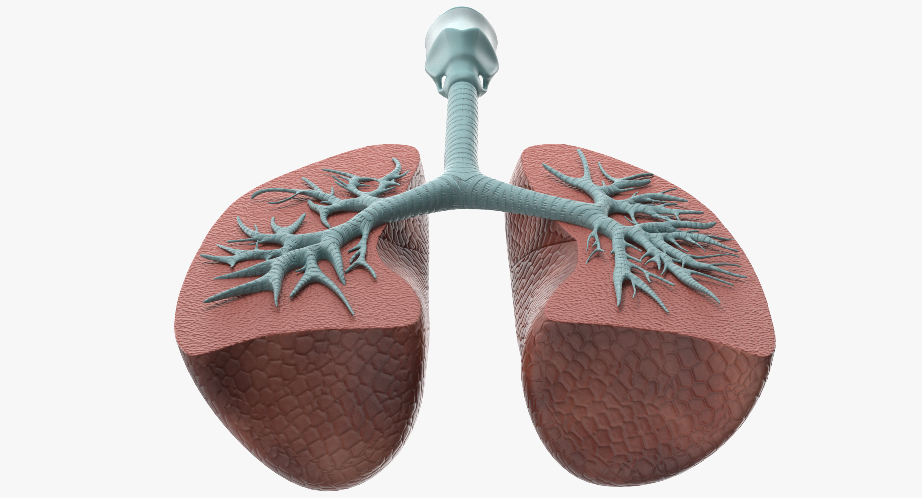Lung Anatomy Dissection Model 3D model