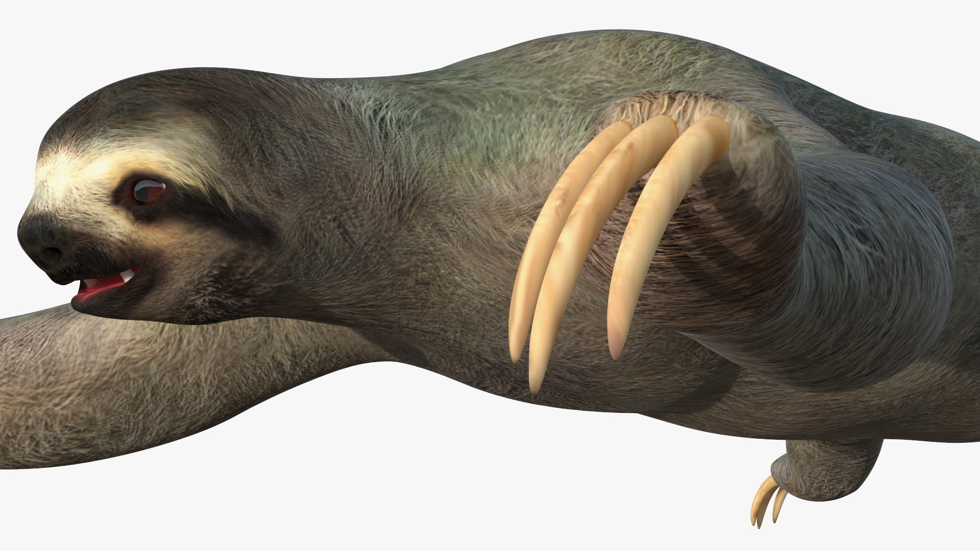 Sloth 3D model