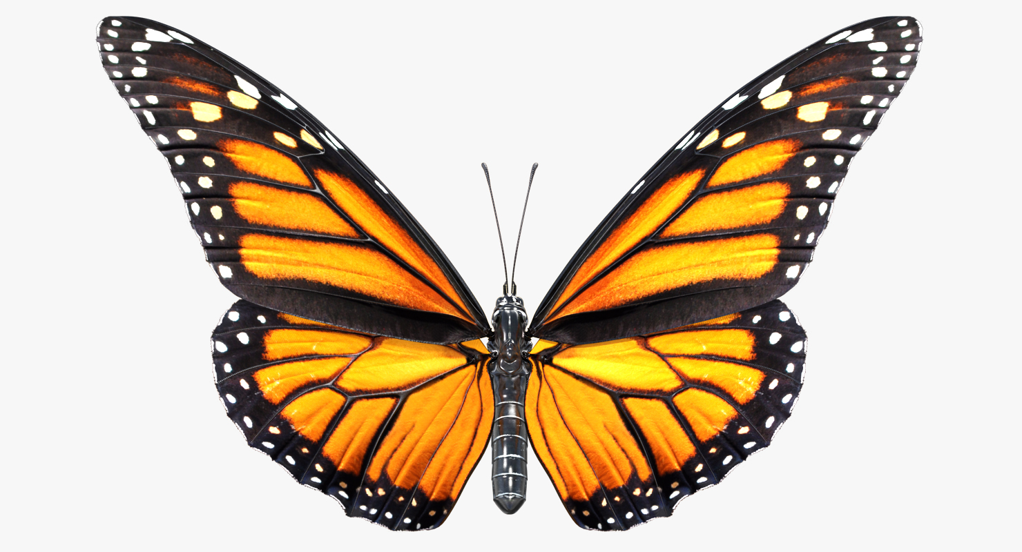 Monarch Butterfly Rigged 3D model