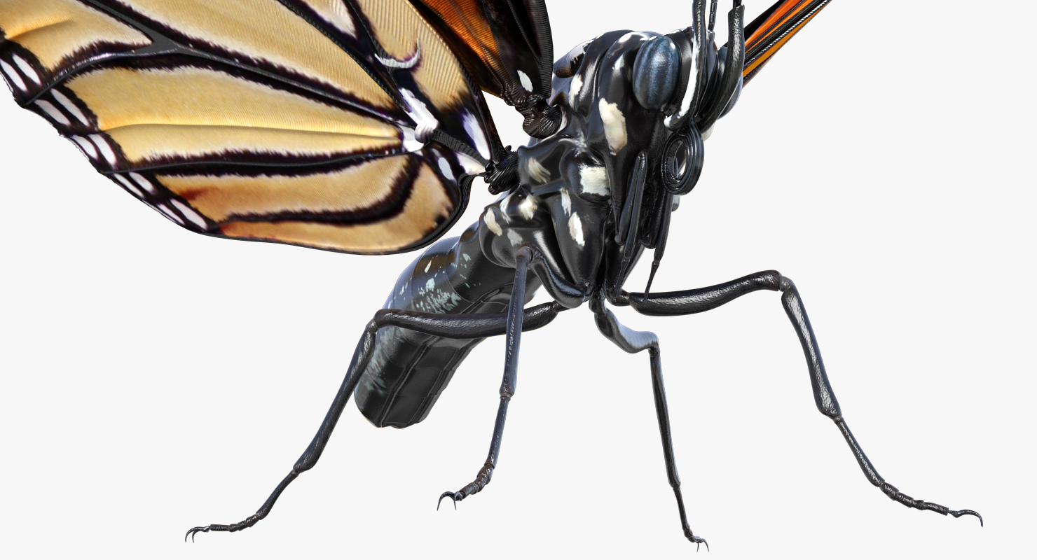 Monarch Butterfly Rigged 3D model