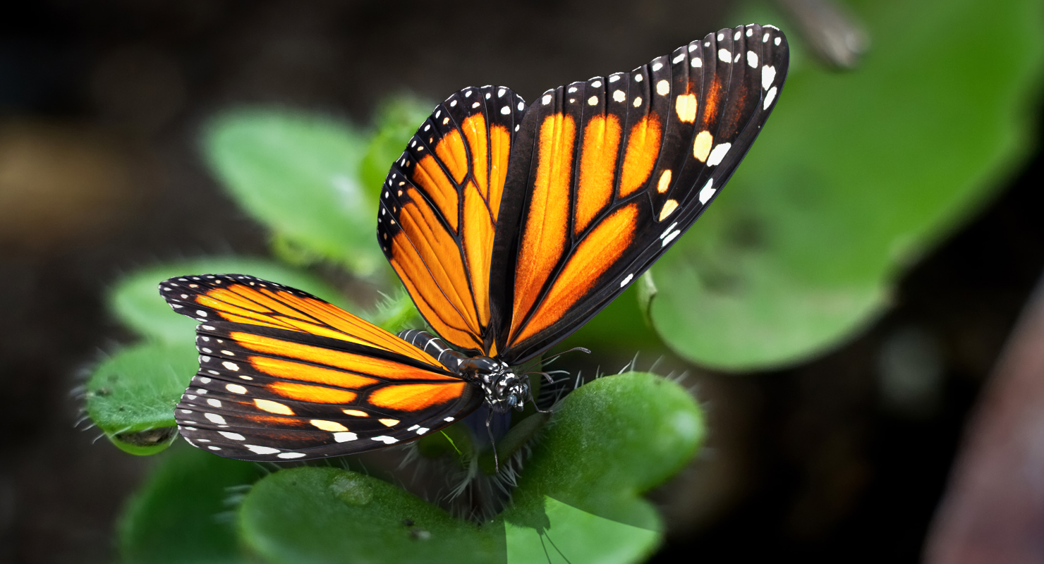 Monarch Butterfly Rigged 3D model