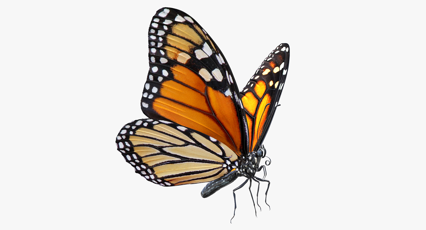 Monarch Butterfly Rigged 3D model