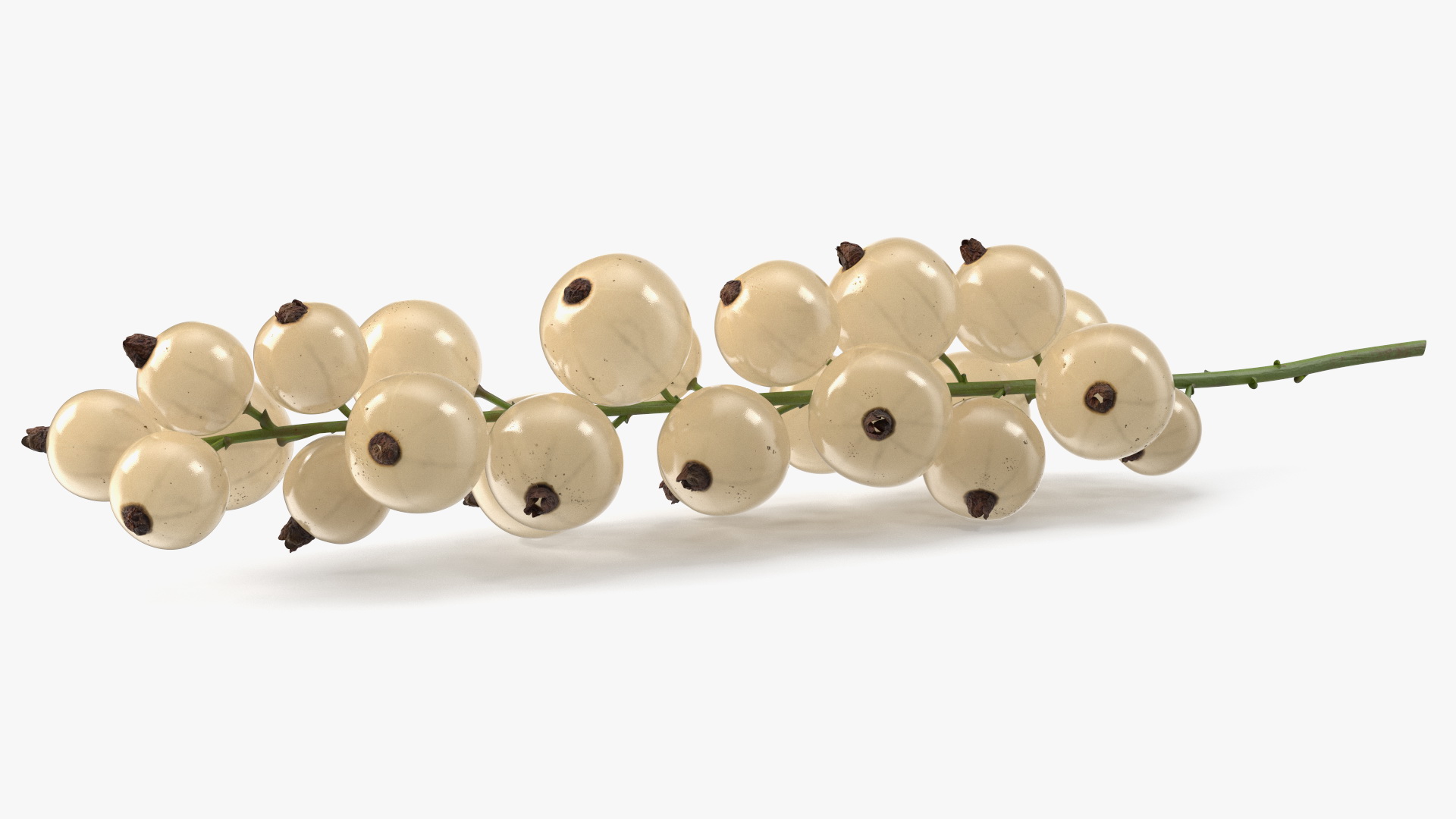 White Currants on Stem 3D