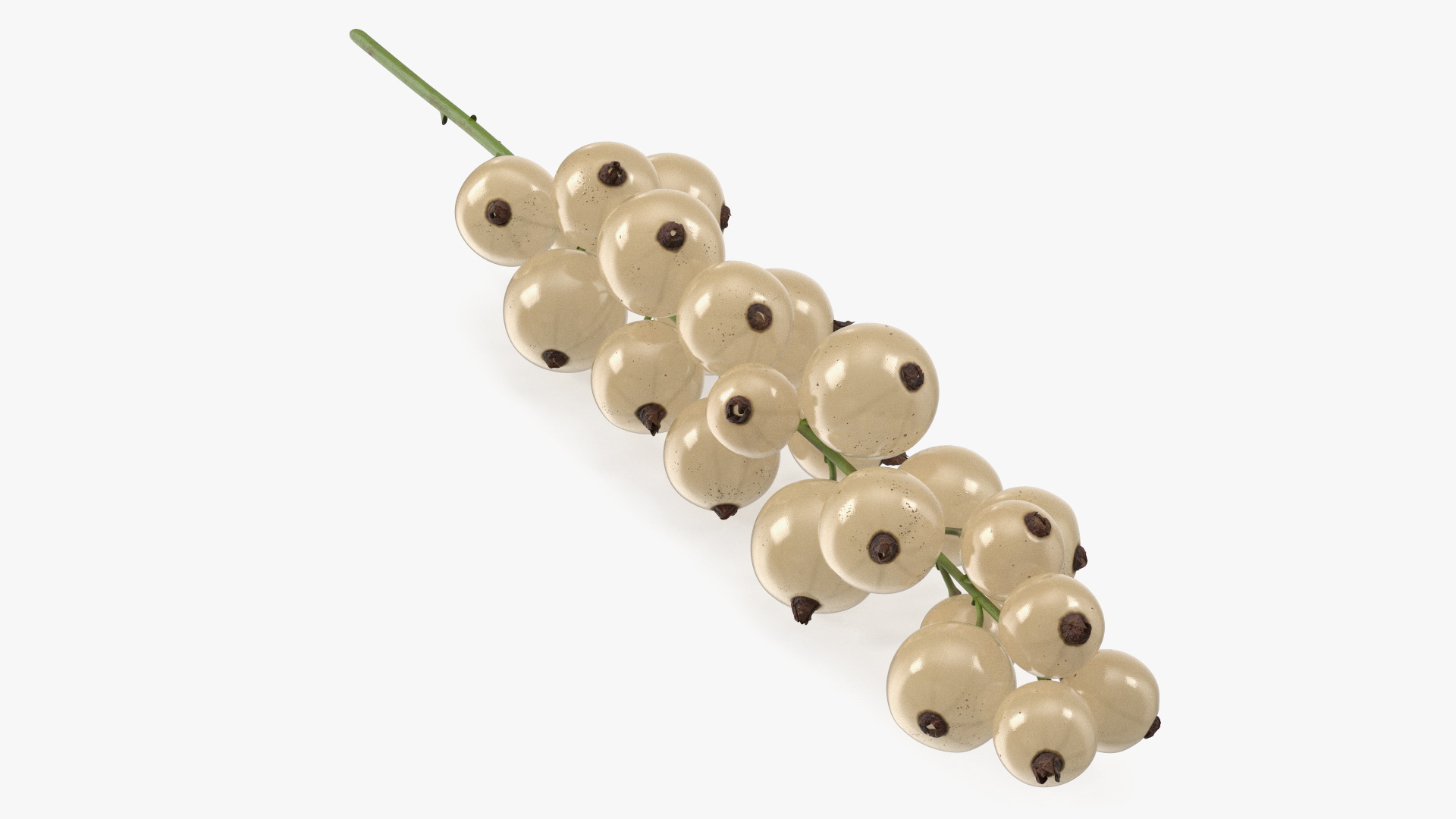 White Currants on Stem 3D