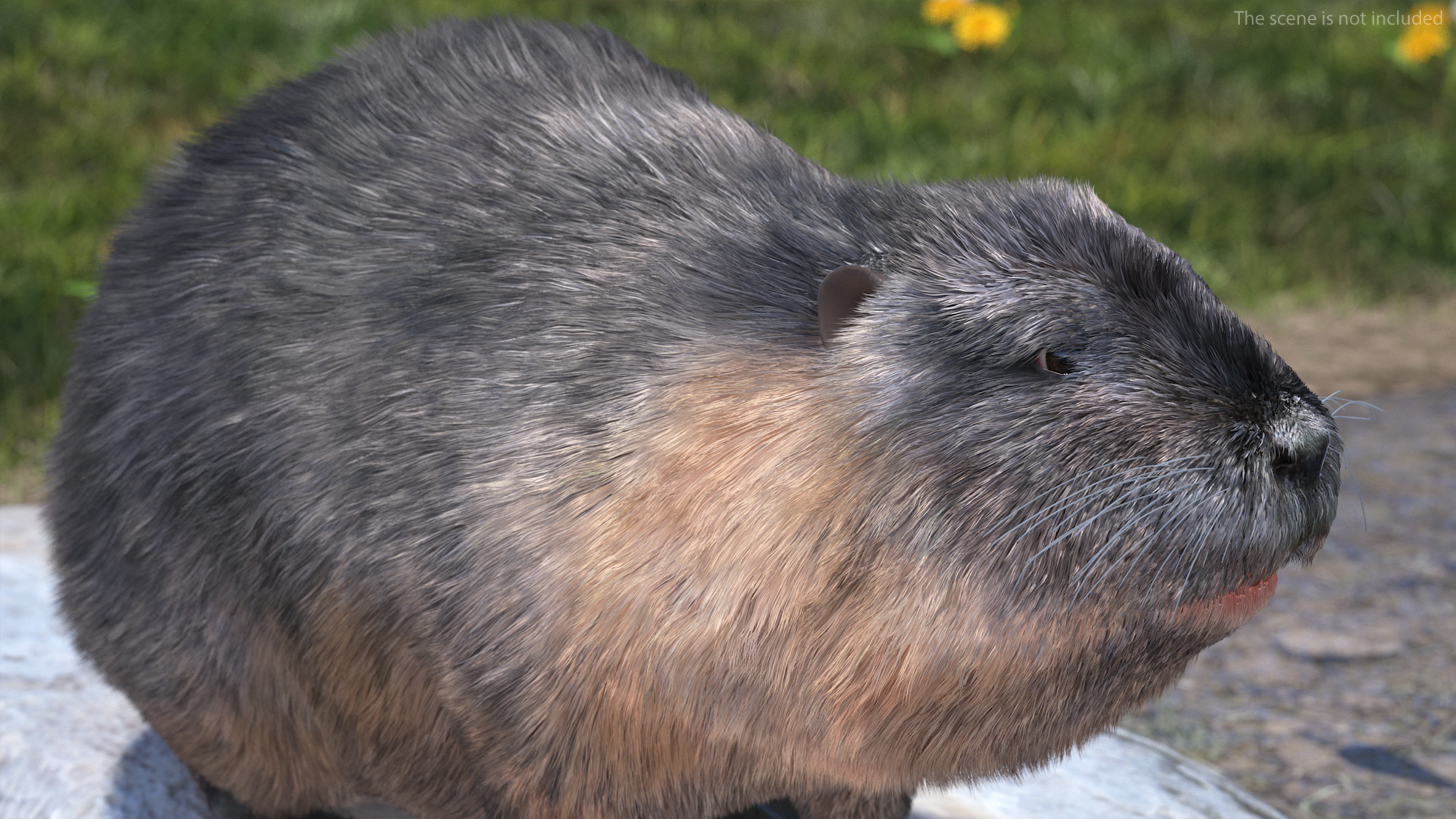 3D Nutria in a Sitting Pose Fur model