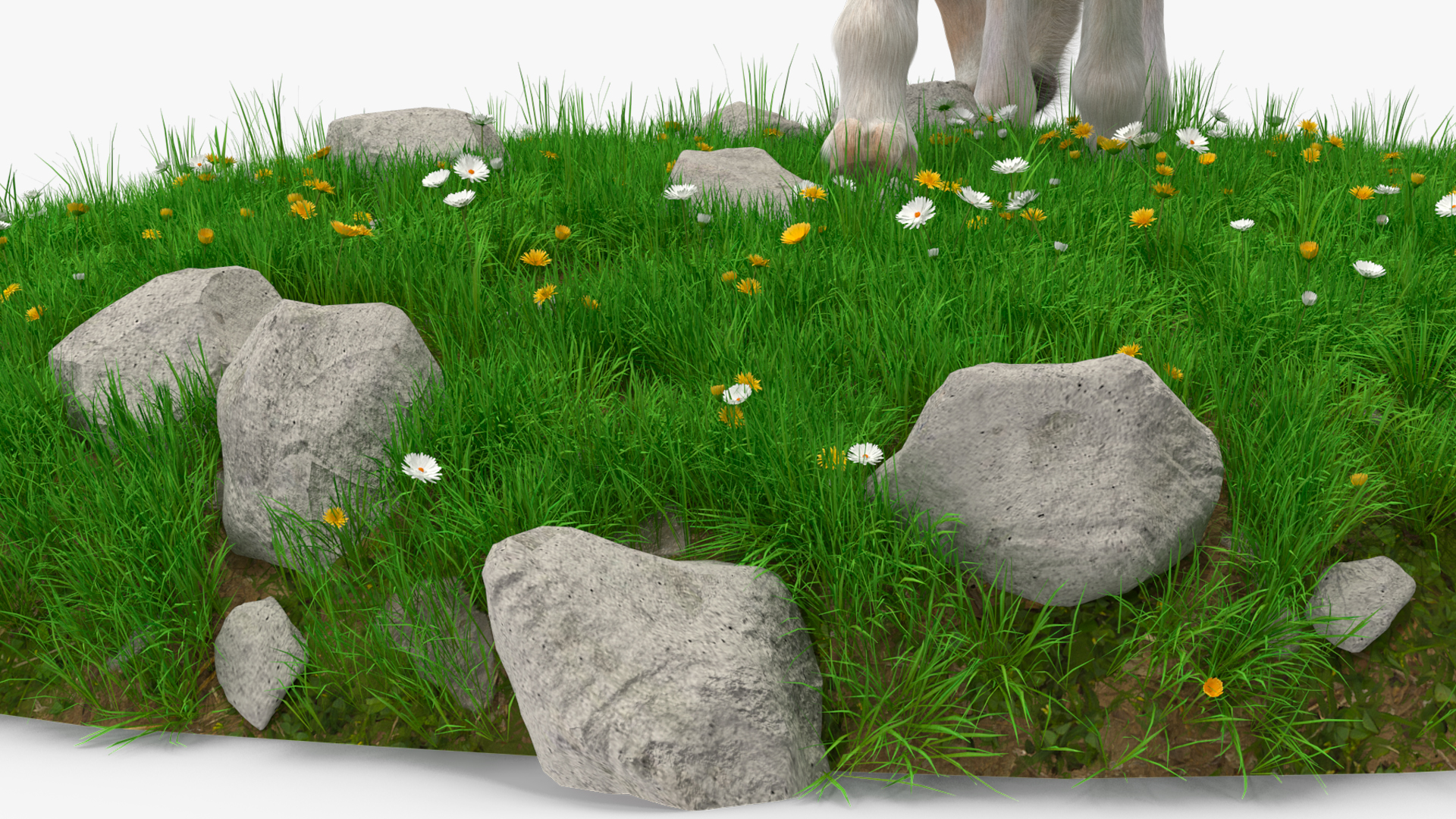 Shetland Pony Grazing in a Meadow Fur 3D