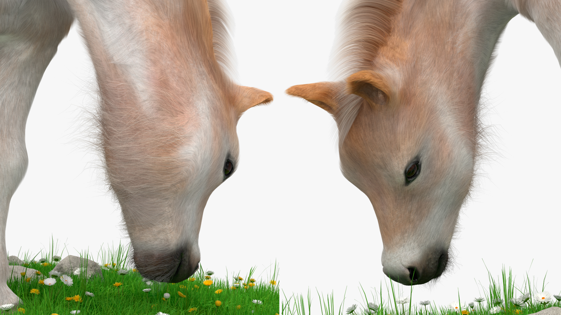 Shetland Pony Grazing in a Meadow Fur 3D