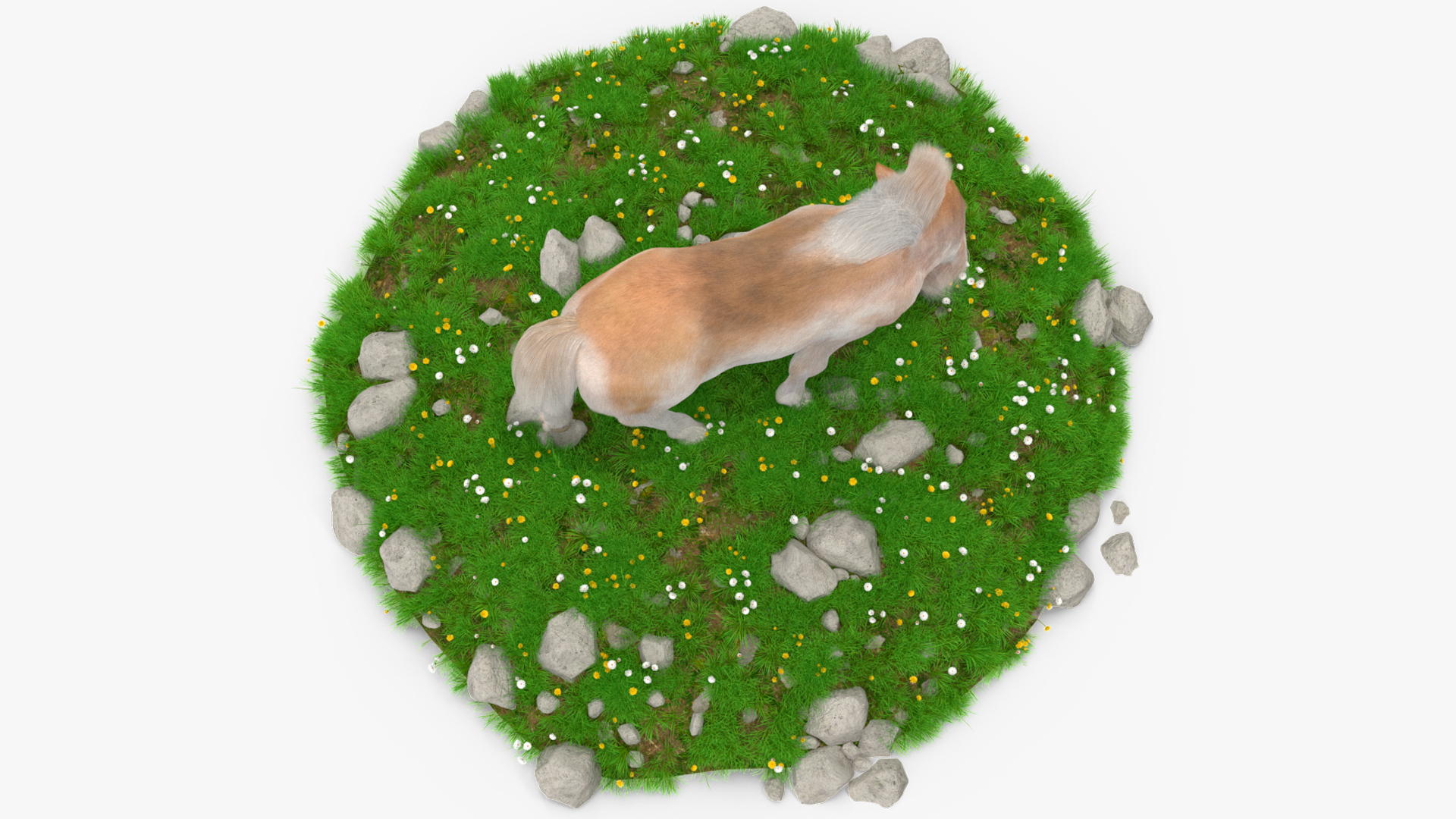 Shetland Pony Grazing in a Meadow Fur 3D