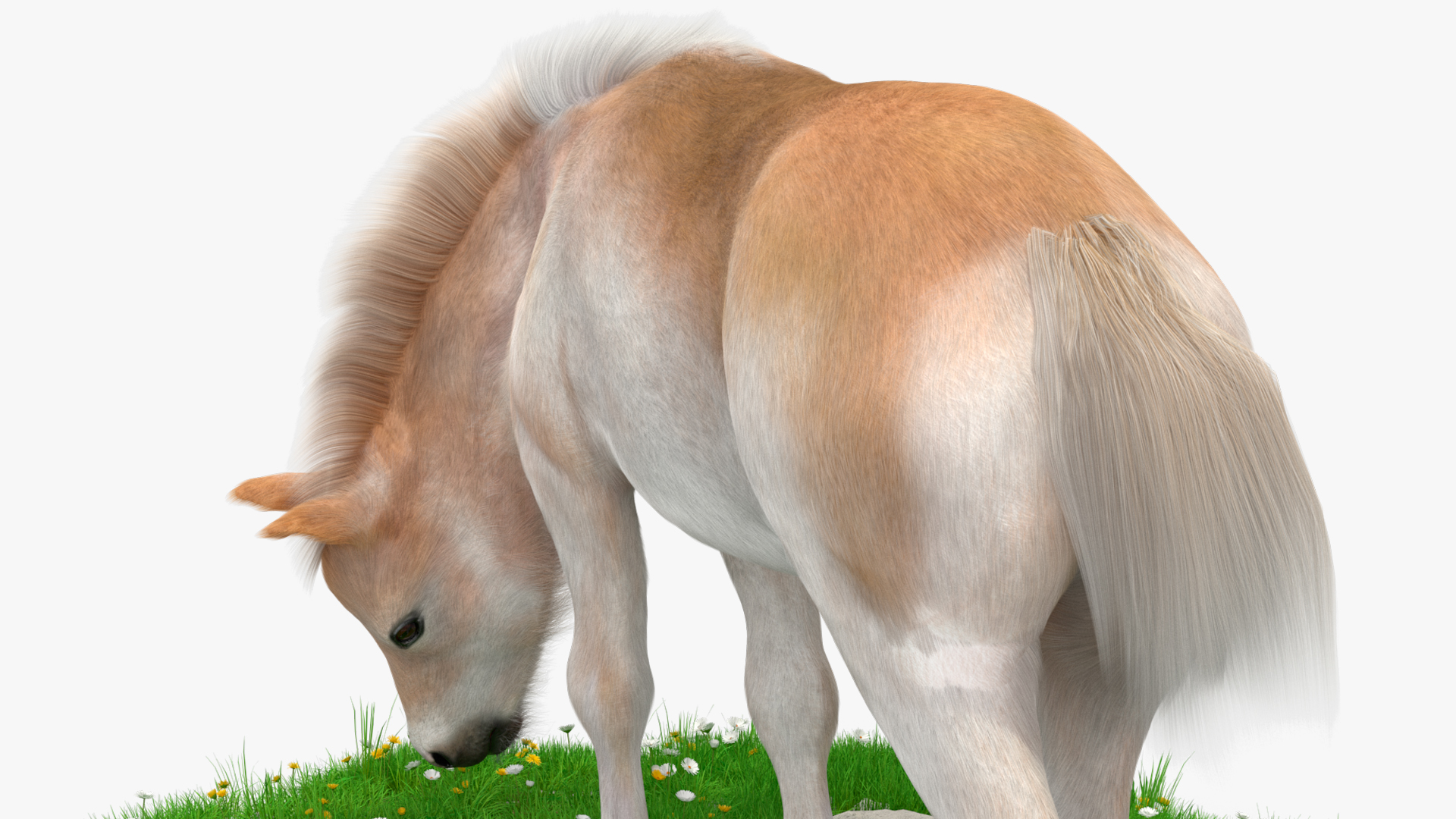 Shetland Pony Grazing in a Meadow Fur 3D