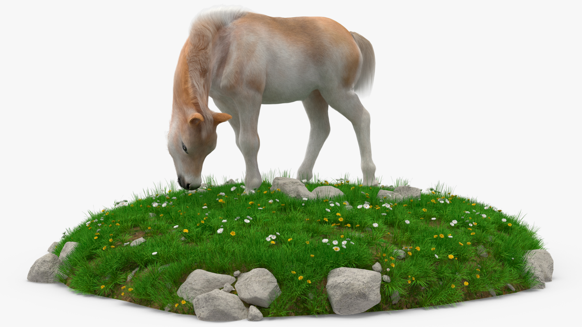 Shetland Pony Grazing in a Meadow Fur 3D