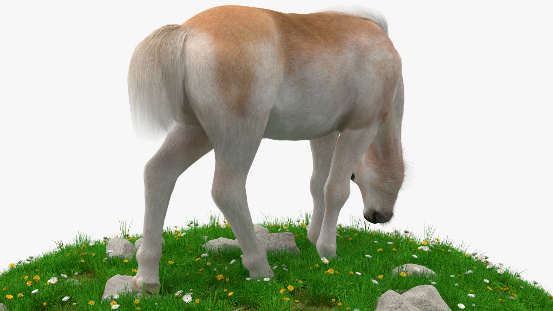 Shetland Pony Grazing in a Meadow Fur 3D