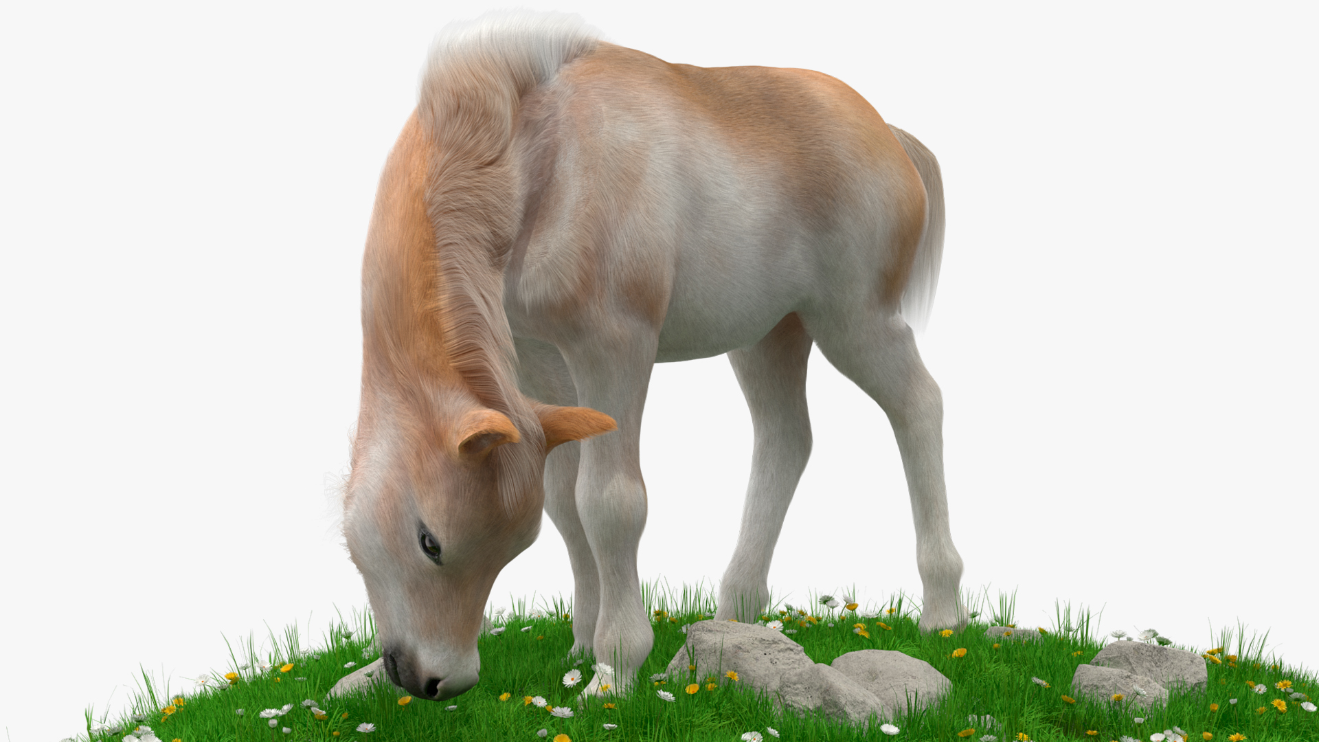Shetland Pony Grazing in a Meadow Fur 3D