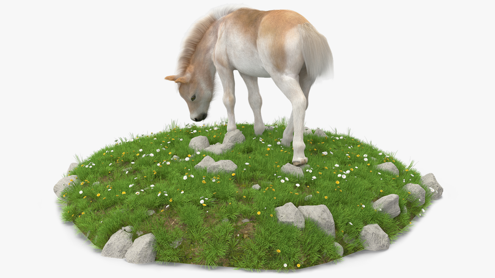 Shetland Pony Grazing in a Meadow Fur 3D