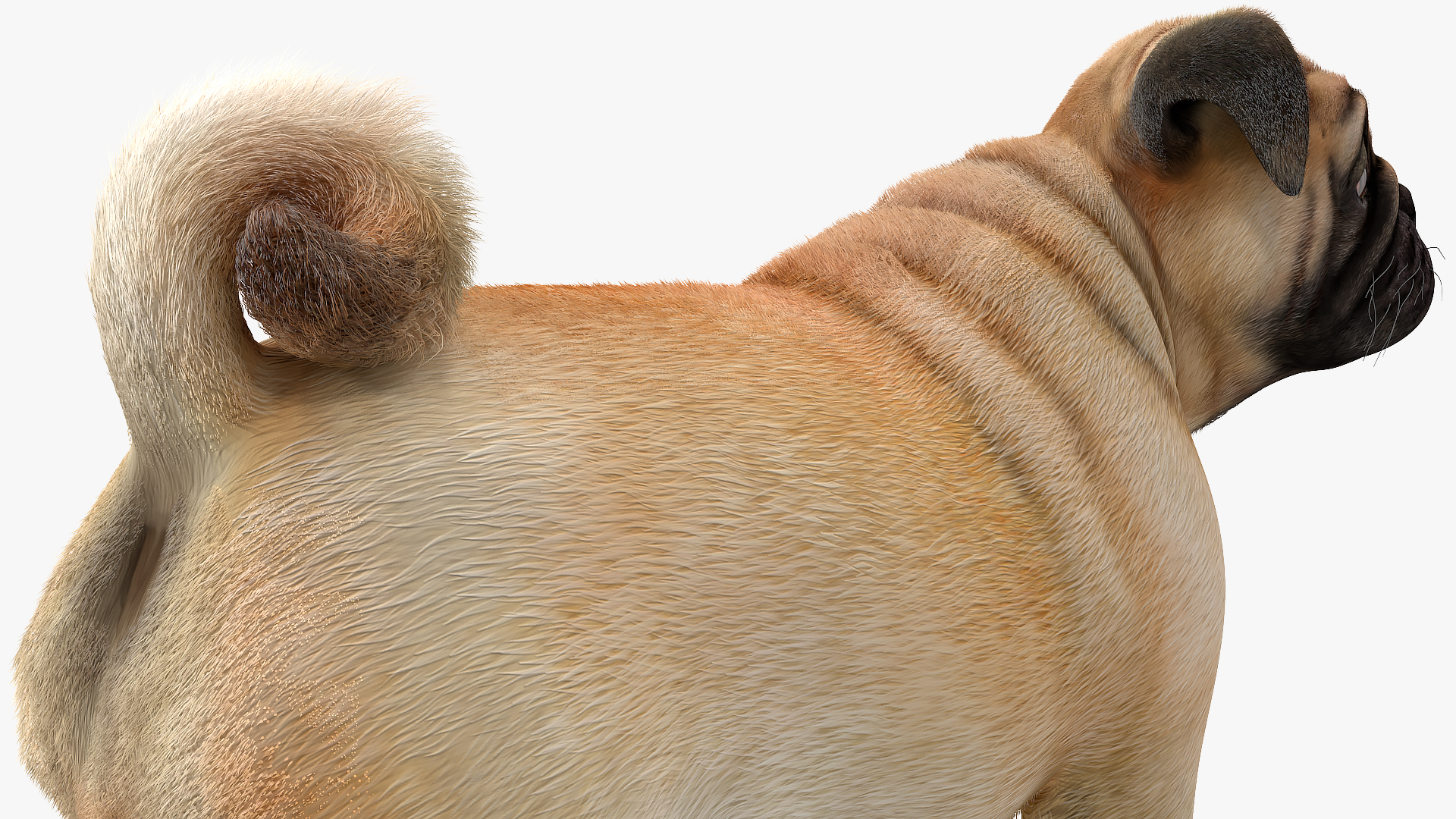 3D Pug Dog Fur