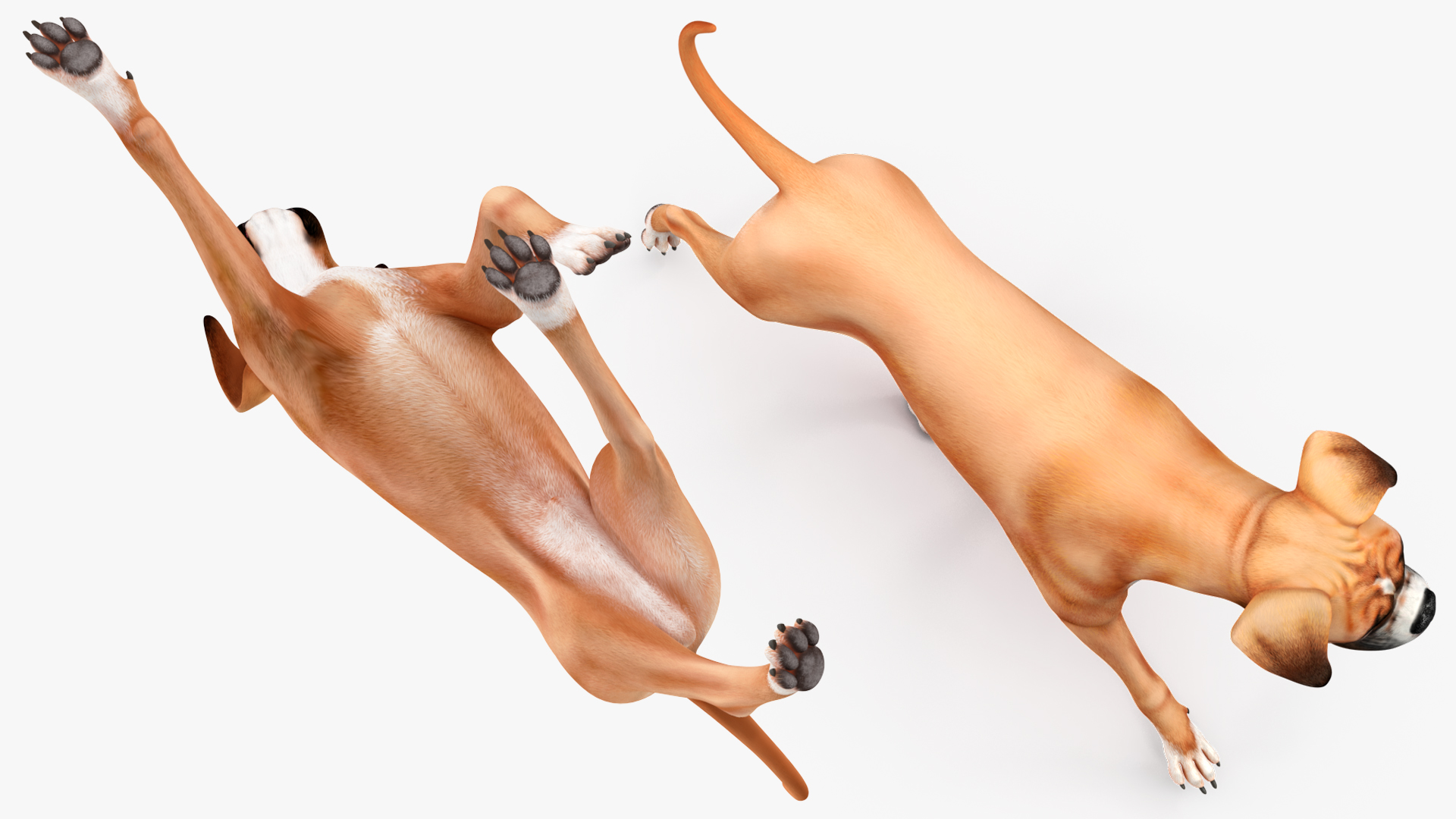 Running Dog Boxer 3D