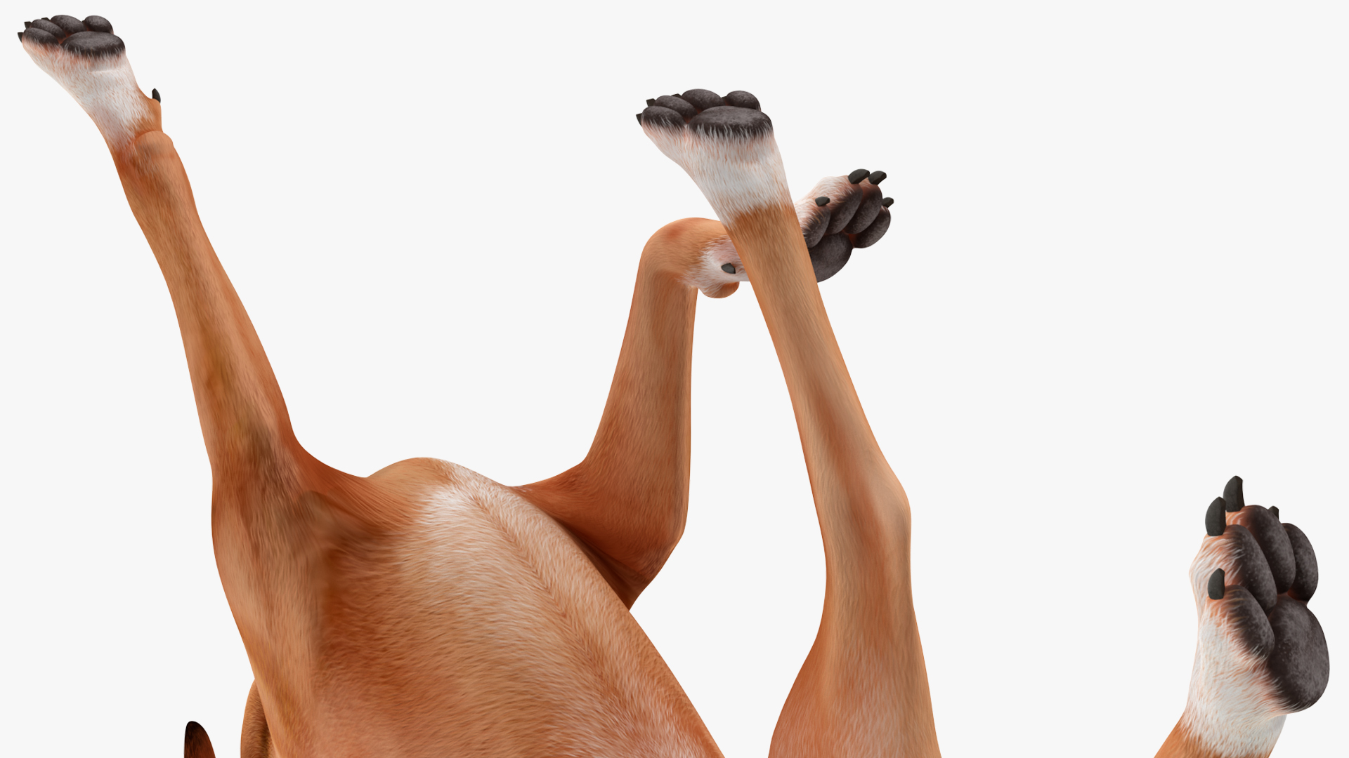Running Dog Boxer 3D