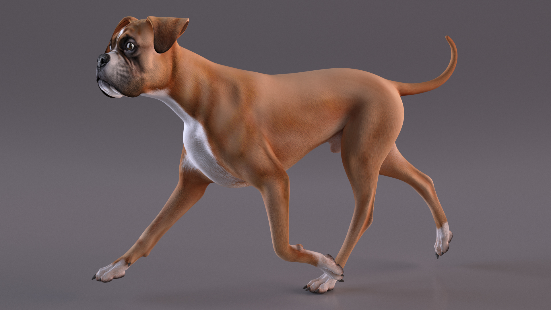 Running Dog Boxer 3D