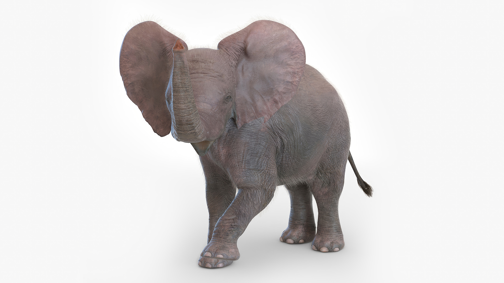 Baby Elephant Rigged Fur 3D model