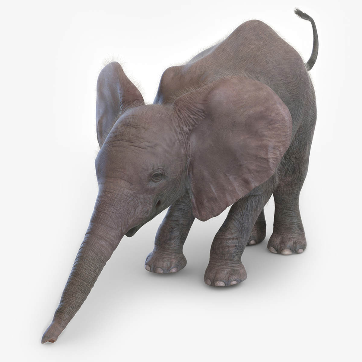 Baby Elephant Rigged Fur 3D model