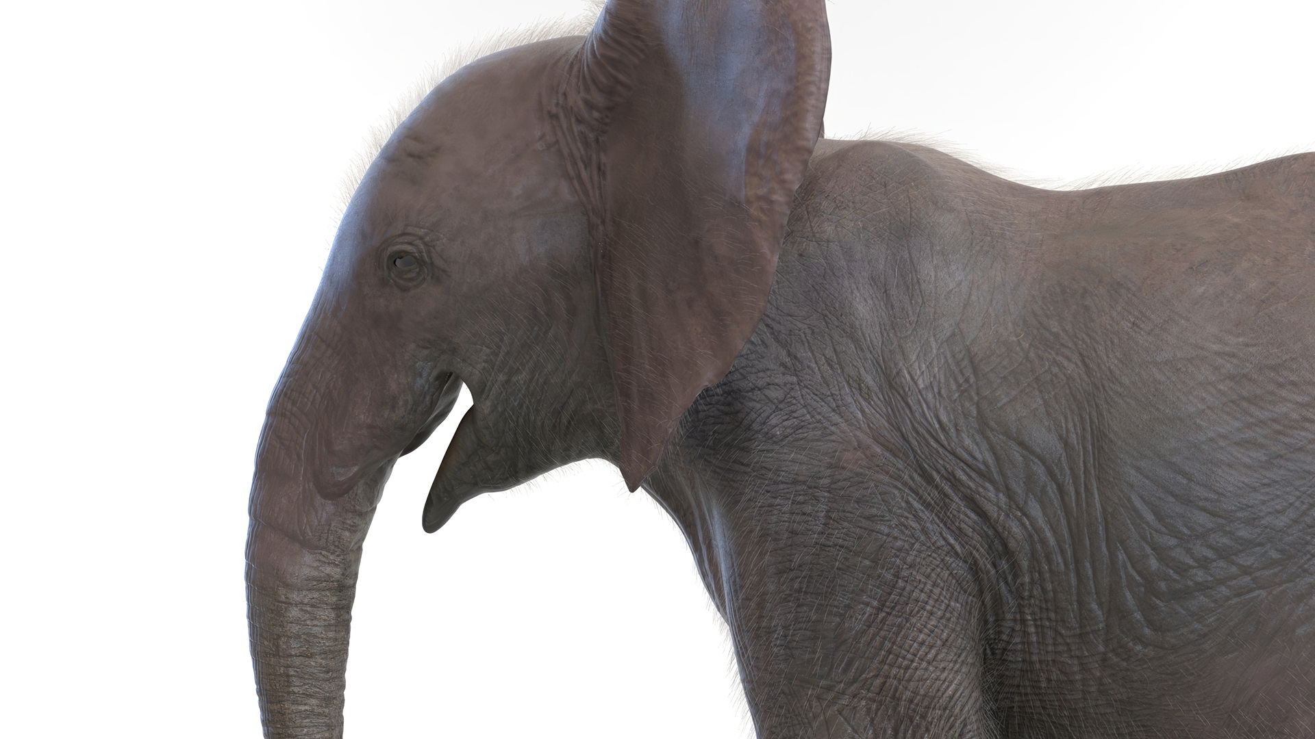 Baby Elephant Rigged Fur 3D model