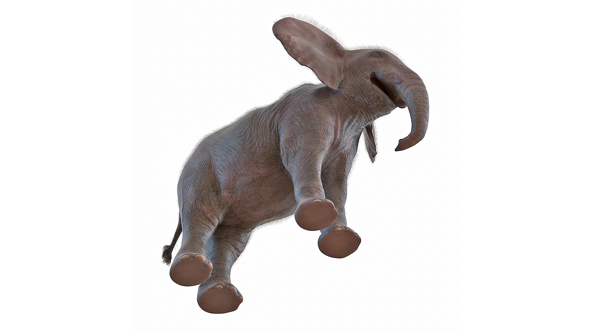 Baby Elephant Rigged Fur 3D model