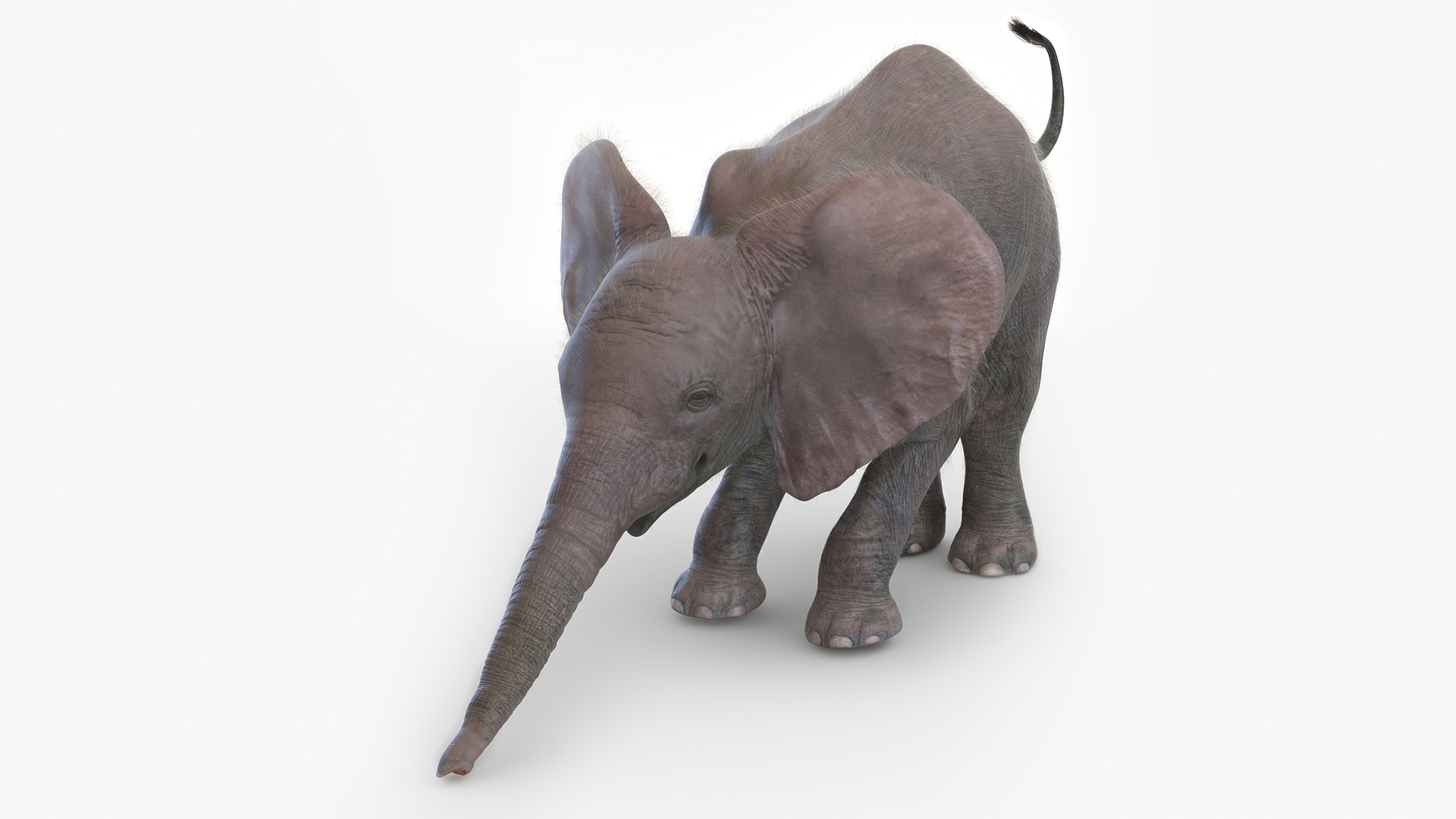 Baby Elephant Rigged Fur 3D model