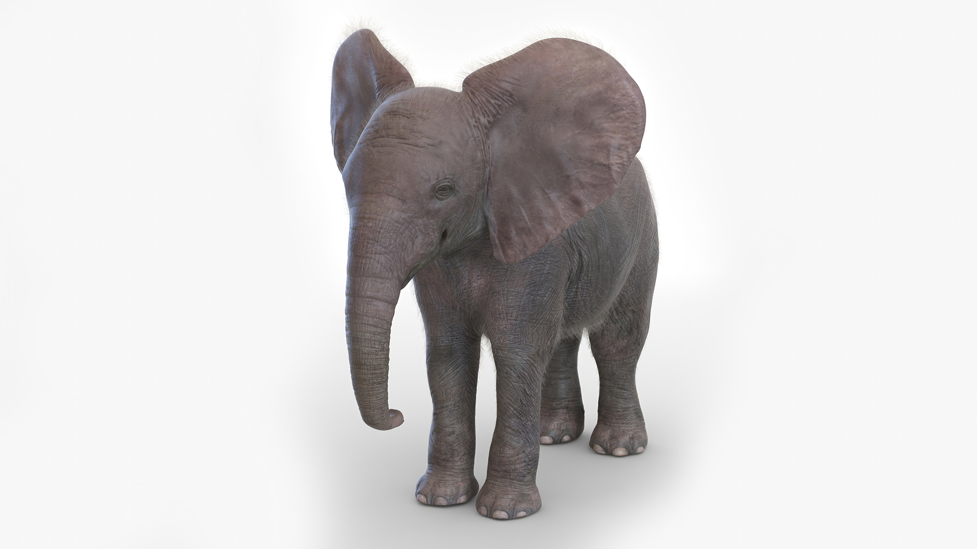 Baby Elephant Rigged Fur 3D model