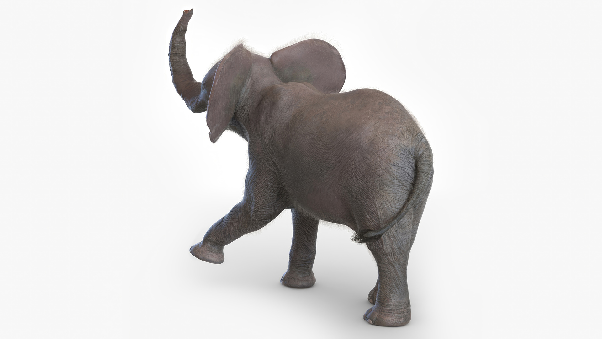 Baby Elephant Rigged Fur 3D model