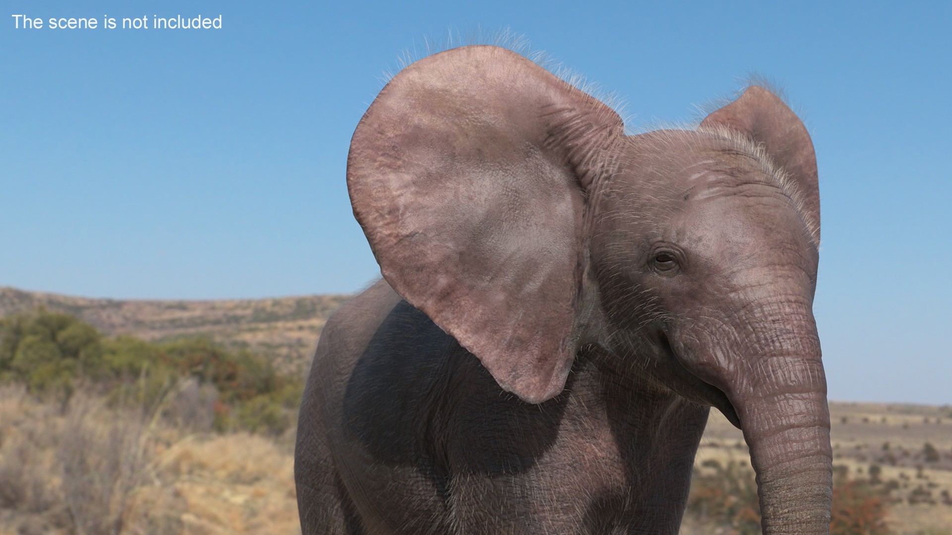 Baby Elephant Rigged Fur 3D model