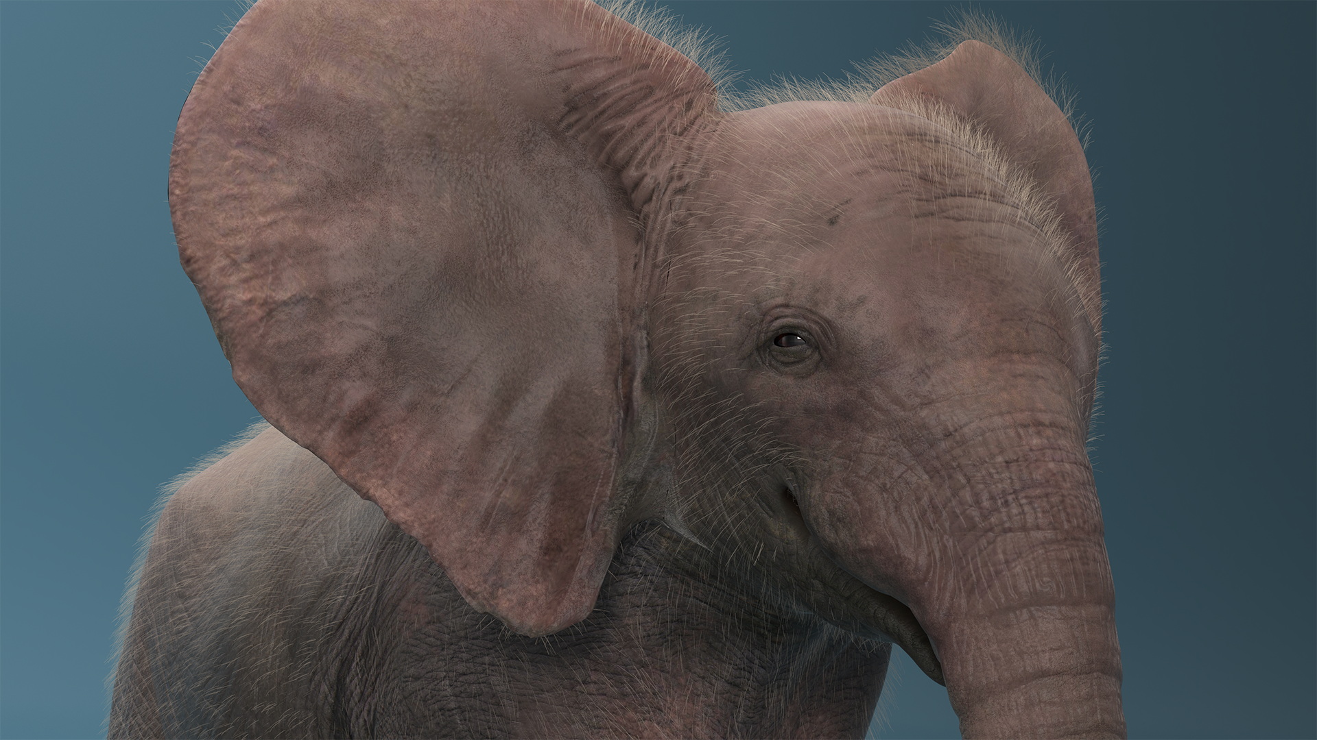 Baby Elephant Rigged Fur 3D model