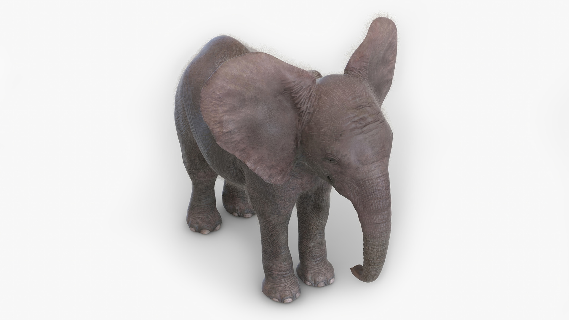 Baby Elephant Rigged Fur 3D model