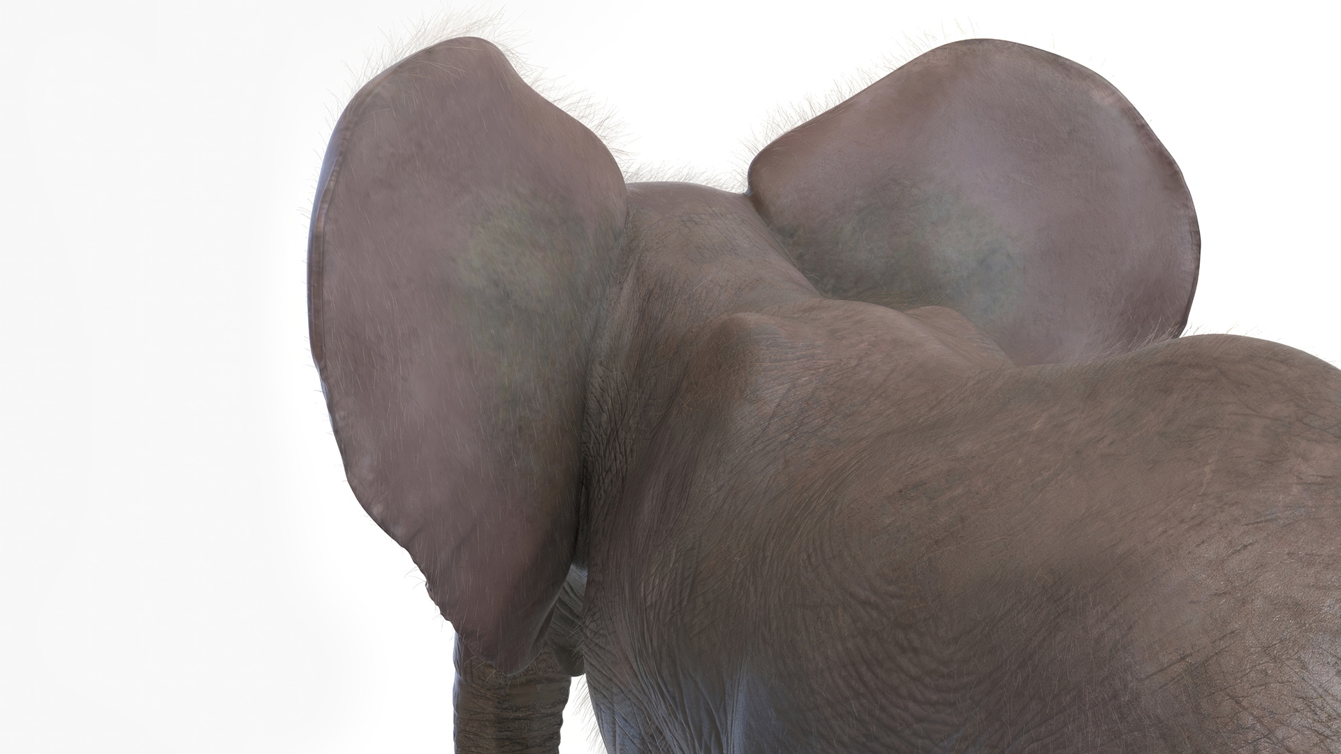 Baby Elephant Rigged Fur 3D model
